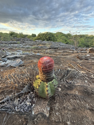 Melocactus neoviridescens