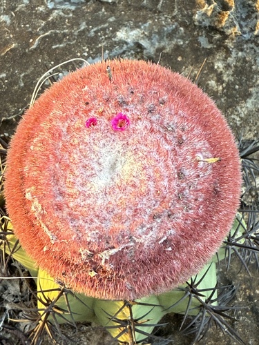 Melocactus neoviridescens