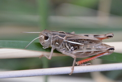 Arcyptera microptera