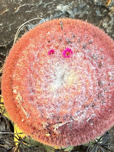 Melocactus neoviridescens
