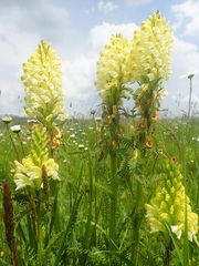 Pedicularis sibthorpii