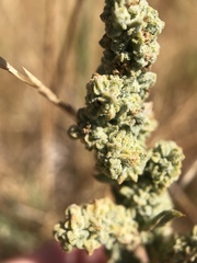 Extriplex joaquinana