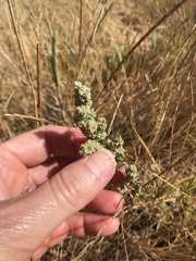 Extriplex joaquinana