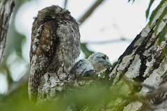 Nyctibius jamaicensis