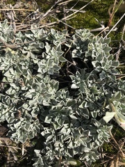 Antennaria microphylla