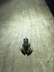 Eleutherodactylus gossei