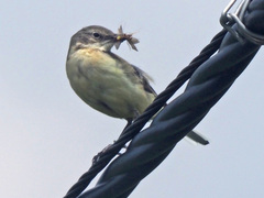 Motacilla flava feldegg