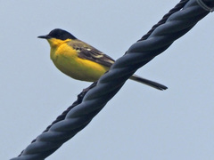 Motacilla flava feldegg