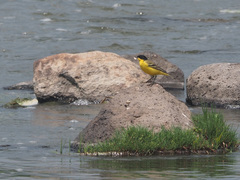 Motacilla flava feldegg