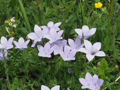 Campanula stevenii