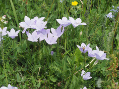 Campanula stevenii