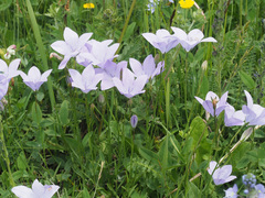 Campanula stevenii