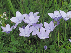 Campanula stevenii
