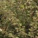 Acacia oerfota