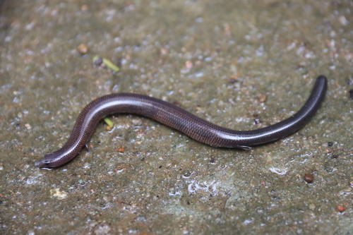 Burton's Nessia, Nessia burtonii