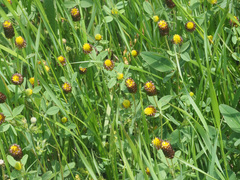 Trifolium spadiceum