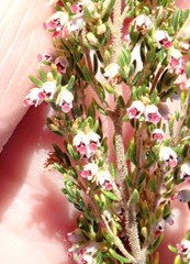 Erica hispidula