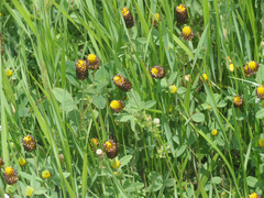 Trifolium spadiceum