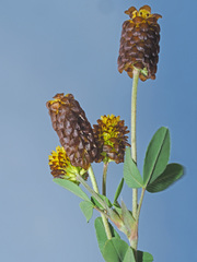 Trifolium spadiceum