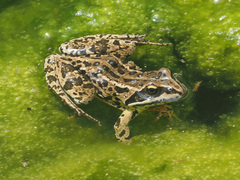 Rana macrocnemis