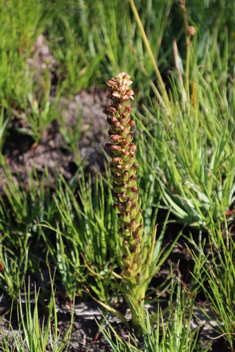 Image of Disa obtusa by (c) Tony Rebelo, some rights reserved (CC BY-SA)