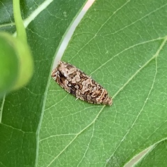 Phaecasiophora niveiguttana