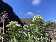 author not stated, no rights reserved Echium giganteum, photograph author not stated, no rights reserved