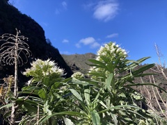 Echium giganteum, photograph author not stated, no rights reserved