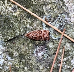 Phaecasiophora niveiguttana