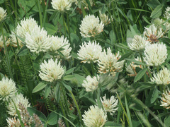 Trifolium trichocephalum