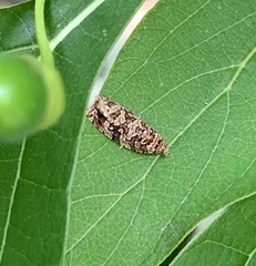 Phaecasiophora niveiguttana