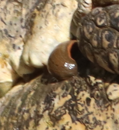 Hirudinaria manillensis observed 2025-01-13