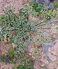 Heracleum sphondylium