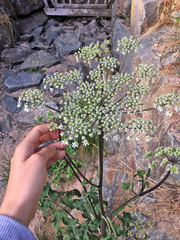 Heracleum sphondylium