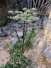 Heracleum sphondylium