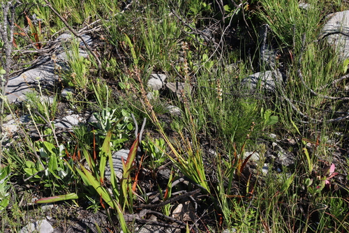 Image of Tritoniopsis unguicularis by (c) Tony Rebelo, some rights reserved (CC BY-SA)