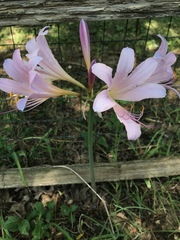 Lycoris squamigera