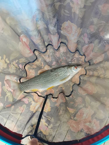 Barbel Chub