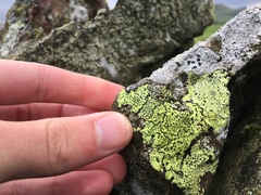 Rhizocarpon geographicum