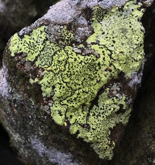 Rhizocarpon geographicum