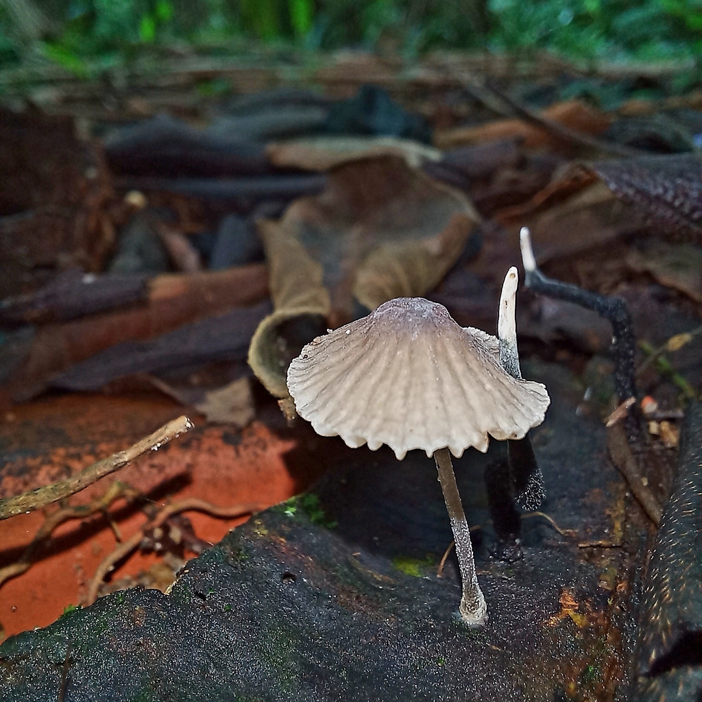 Mycena leptocephala · January 2025 · photo: © patricia_mees (iNaturalist, cc-by)