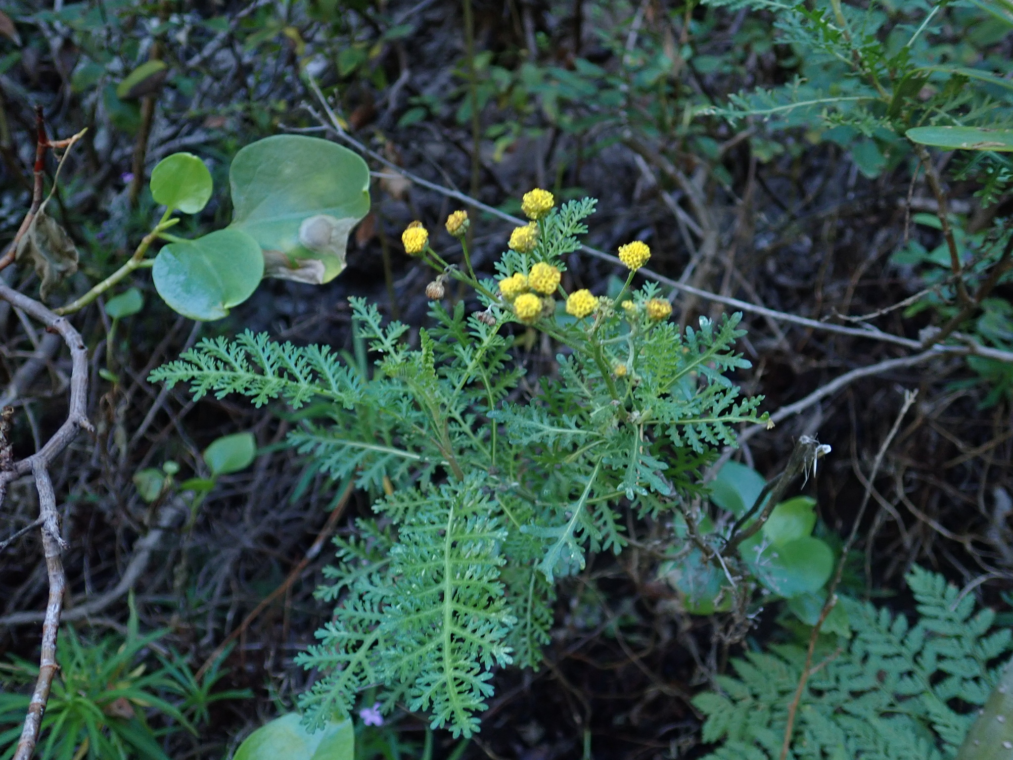 Gonospermum fruticosum
