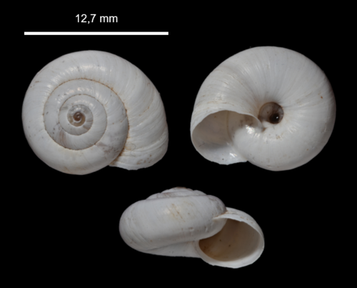 Xeropicta derbentina