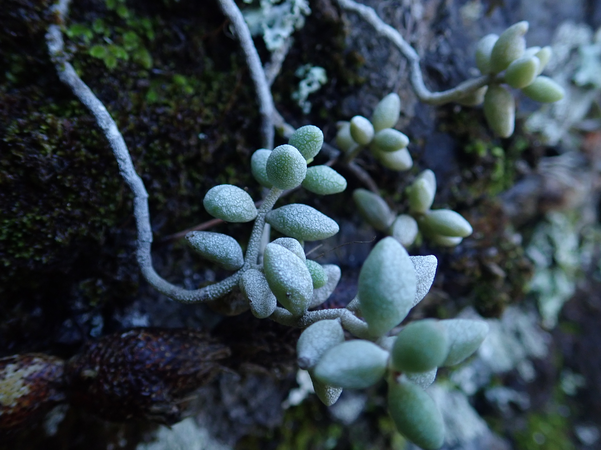 Pelotilla escamosa