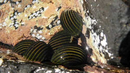 Costate Nerite — seen at this dive site