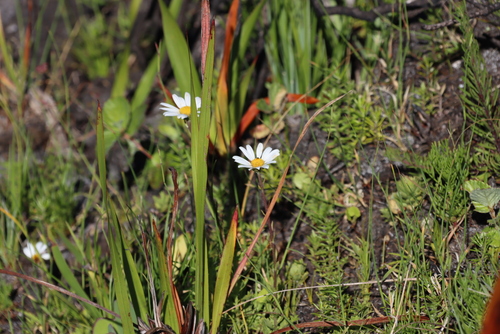 Image of Osmitopsis dentata by (c) Tony Rebelo, some rights reserved (CC BY-SA)