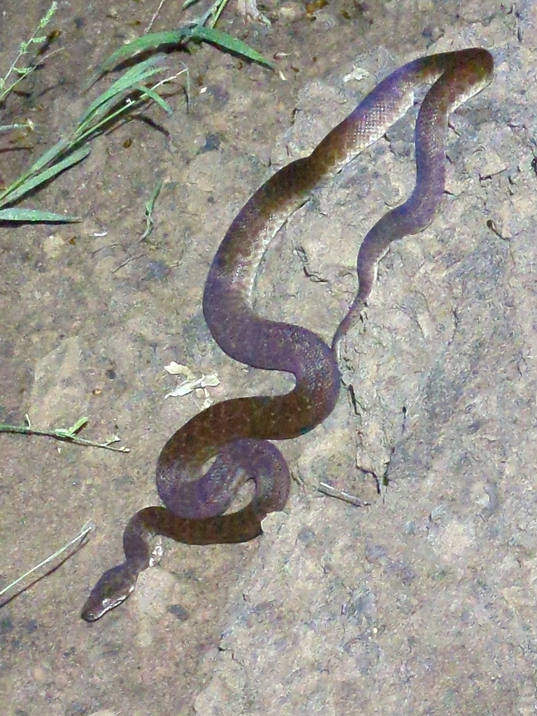 Children's Python from Derby-West Kimberley, AU-WA, AU on February 1 ...
