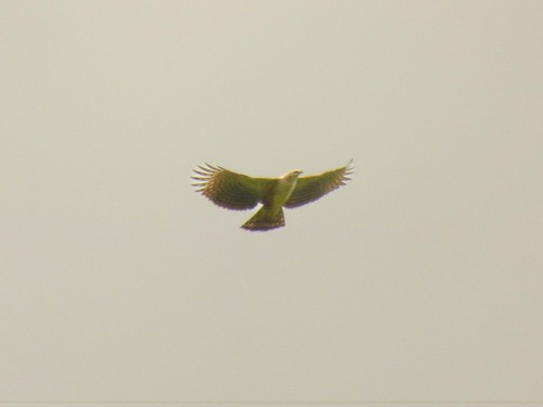 Spizaetus isidori
