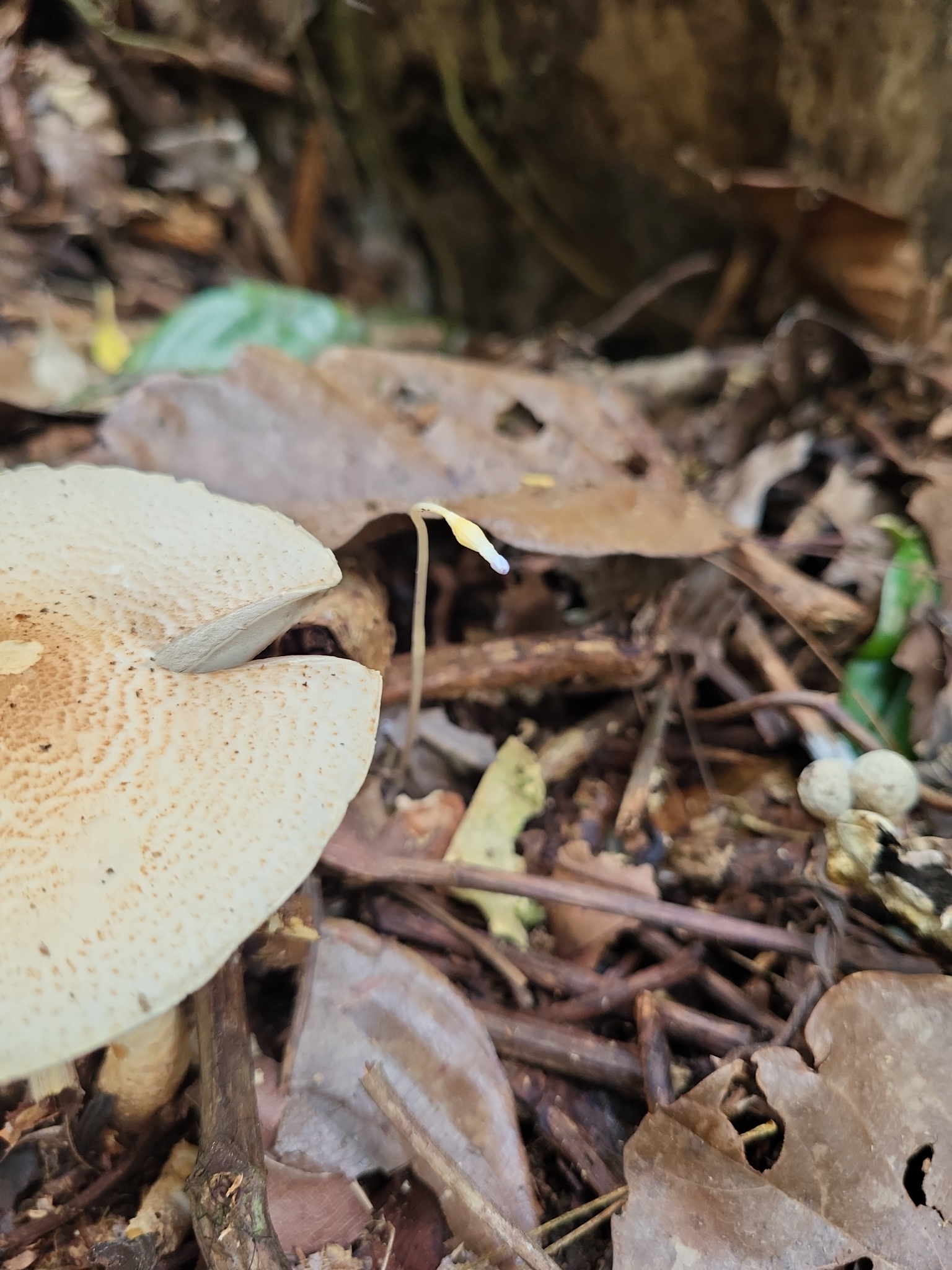 Imagem de Flor-de-fantasma