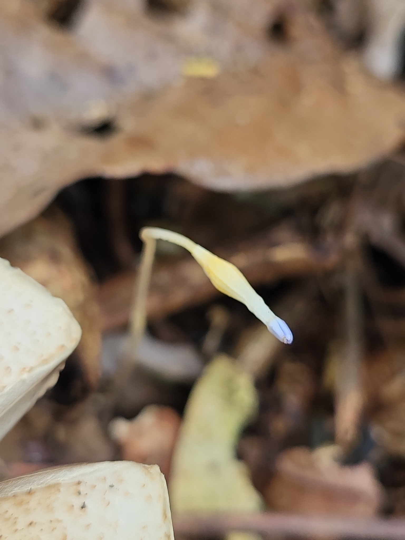 Imagem de Flor-de-fantasma